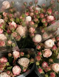 فروش عمده گل رز مینیاتوری ژولیت