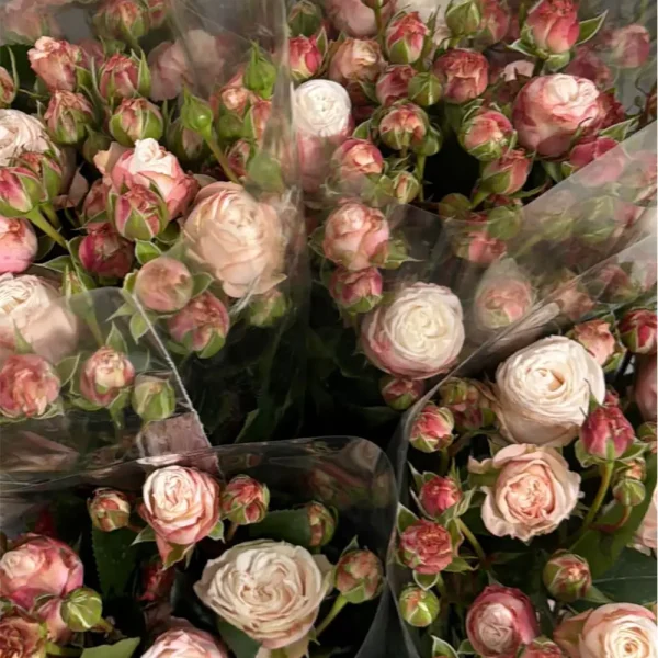 فروش عمده گل رز مینیاتوری ژولیت