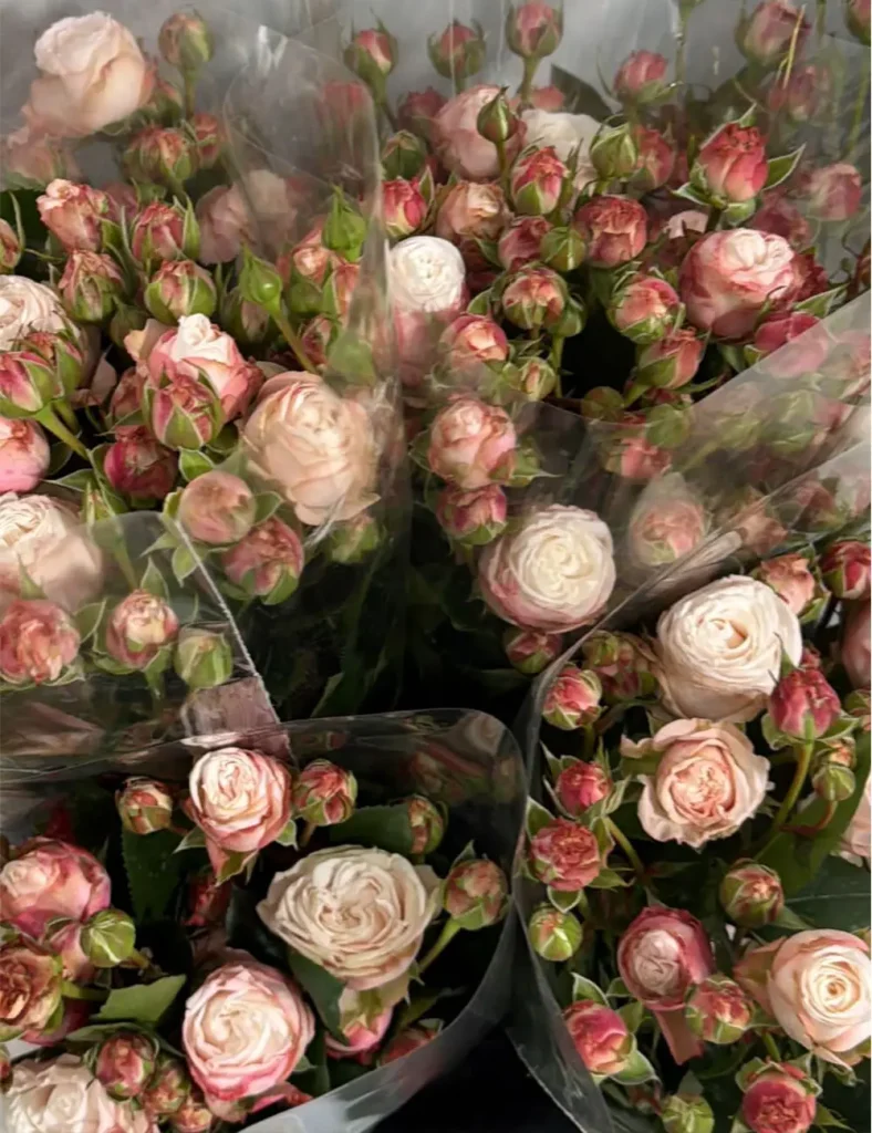 فروش عمده گل رز مینیاتوری ژولیت