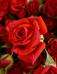 فروش عمده گل رز مینیاتوری قرمز