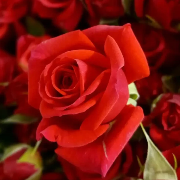 فروش عمده گل رز مینیاتوری قرمز