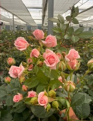 فروش عمده گل رز در شیراز - تصویر 2