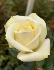 خرید عمده گل رز سفید پلار استار