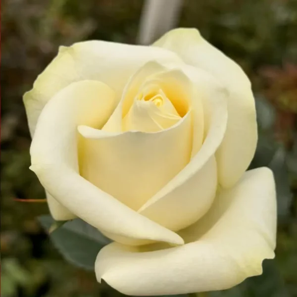 خرید عمده گل رز سفید پلار استار