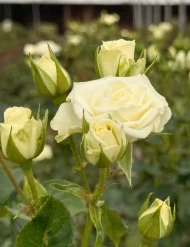 خرید عمده گل رز سفید پلار استار