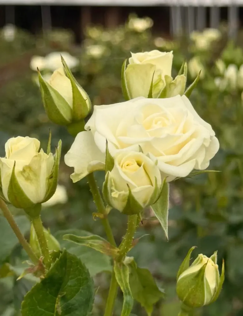 خرید عمده گل رز سفید پلار استار