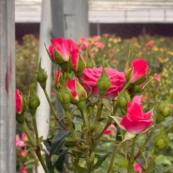 فروش عمده گل رز مینیاتوری صورتی