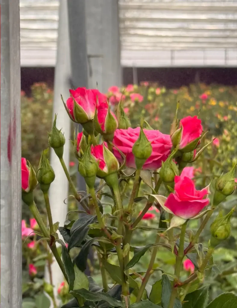 فروش عمده گل رز مینیاتوری صورتی