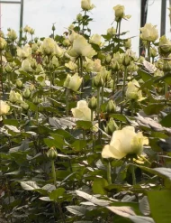 فروش عمده گل رز سفید آوالانچ - تصویر 3