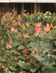 فروش عمده گل رز صورتی هرموسا