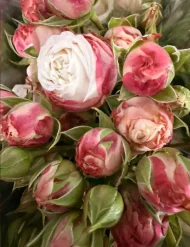 فروش عمده گل رز مینیاتوری ژولیت - تصویر 2