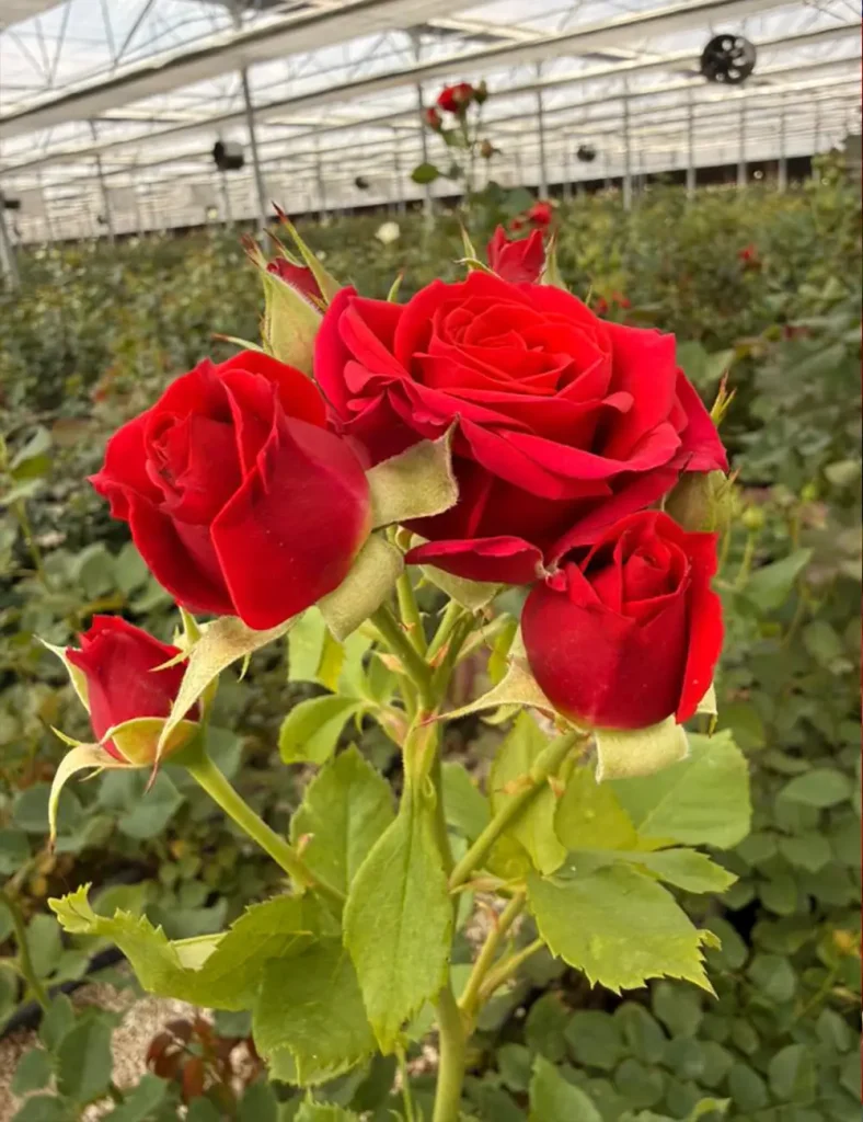 فروش عمده گل رز مینیاتوری قرمز