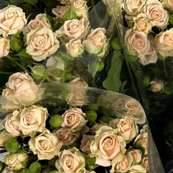 فروش عمده گل رز مینیاتوری گلبهی