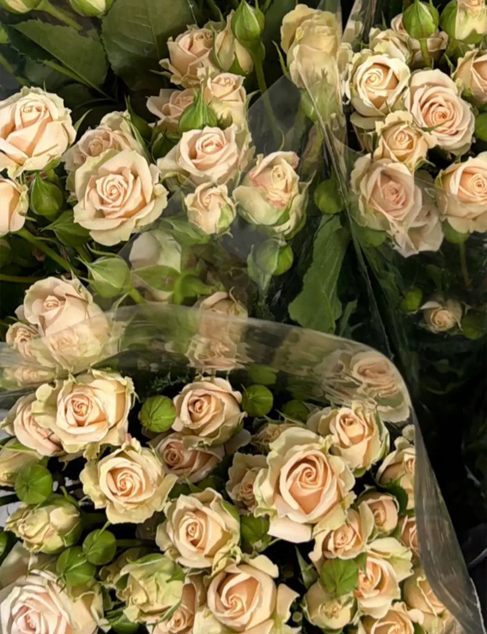 فروش عمده گل رز مینیاتوری گلبهی