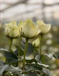 فروش عمده گل رز سفید آوالانچ