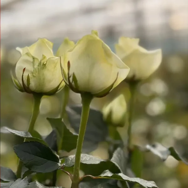 فروش عمده گل رز سفید آوالانچ