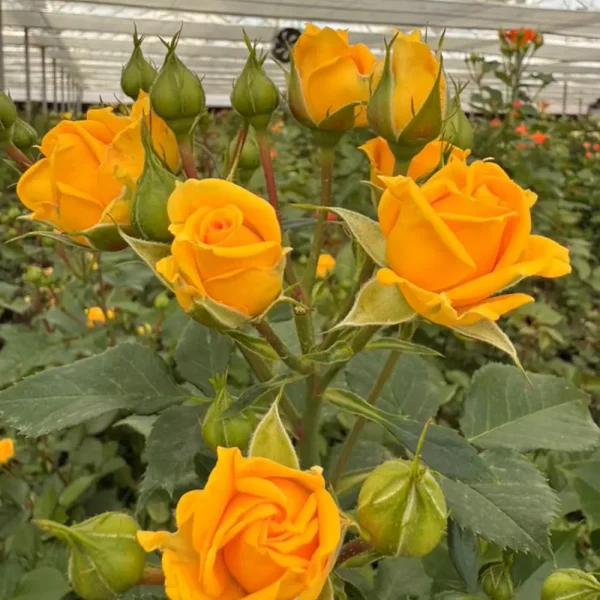 فروش عمده گل رز مینیاتوری زرد