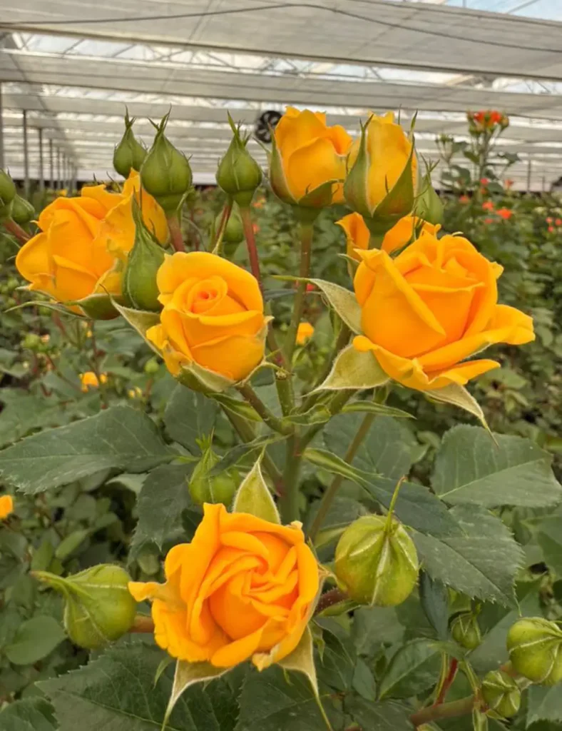 فروش عمده گل رز مینیاتوری زرد