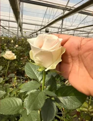 فروش عمده گل رز سفید آوالانچ - تصویر 2