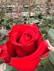 فروش عمده گل رز