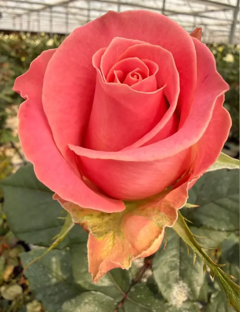 Wholesale Hermosa Pink Roses