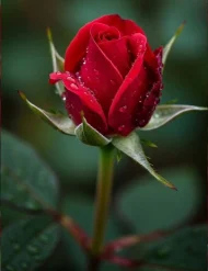 فروش عمده گل رز