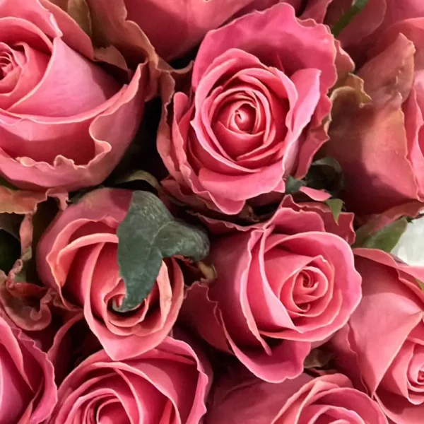 فروش عمده گل رز صورتی هرموسا