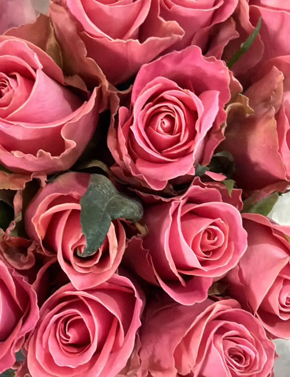 فروش عمده گل رز صورتی هرموسا