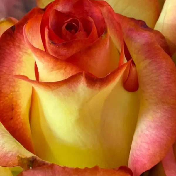 فروش عمده گل رز جومیلیا زرد