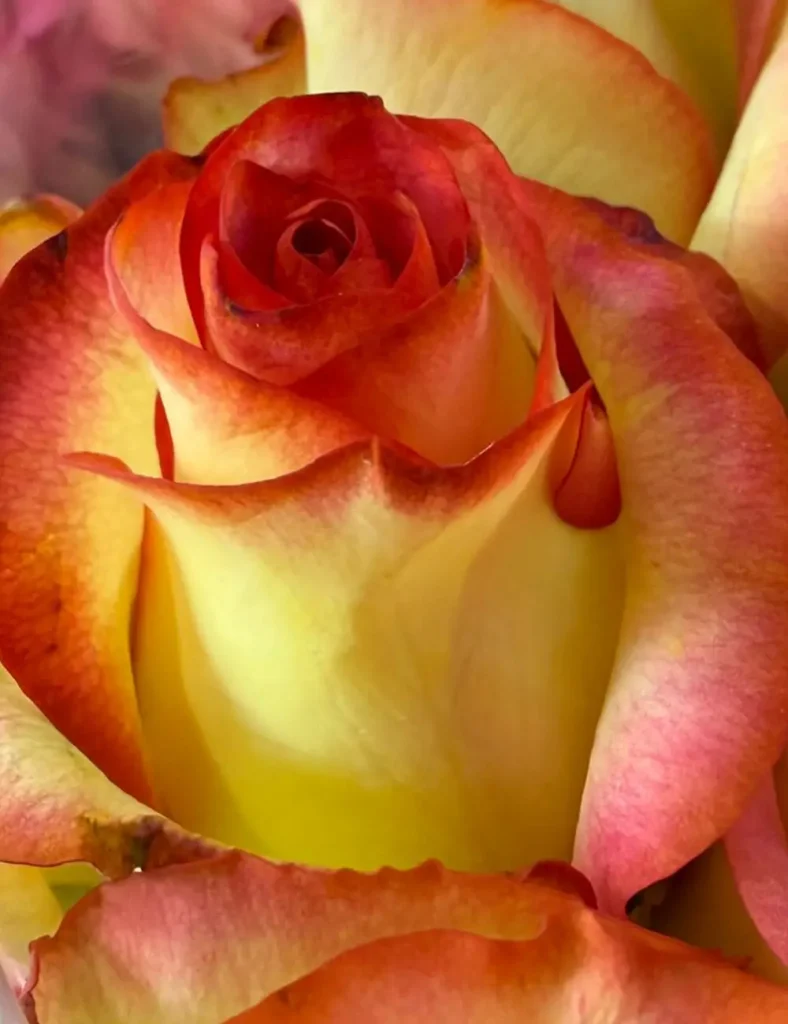 فروش عمده گل رز جومیلیا زرد