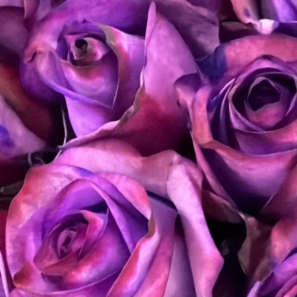 فروش عمده گل رز بنفش پالوما