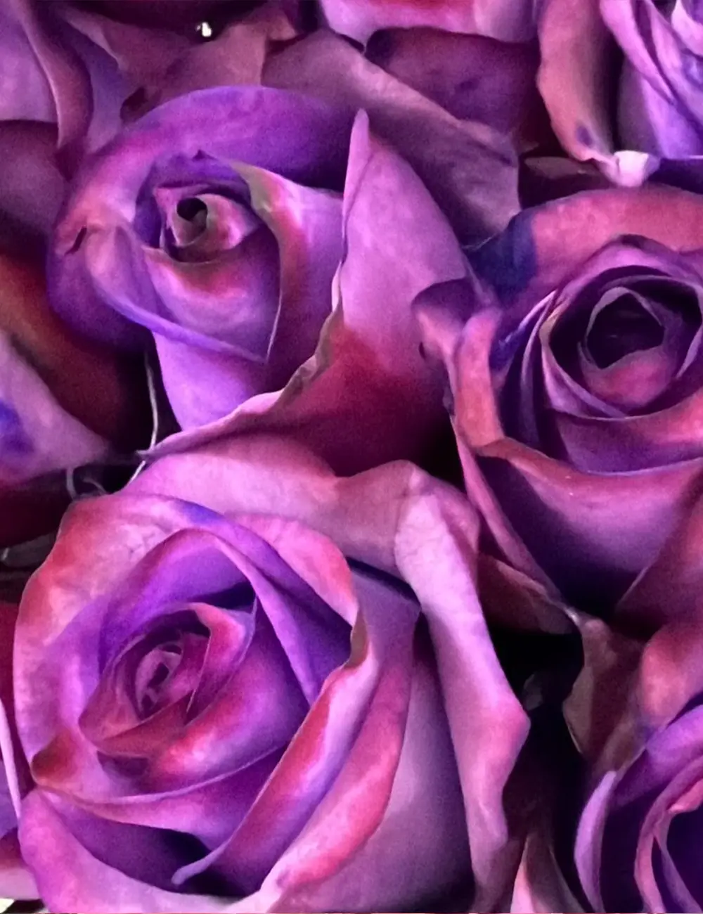 فروش عمده گل رز بنفش پالوما