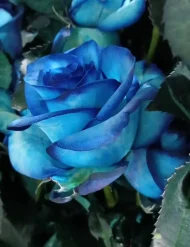 فروش عمده گل رز بنفش پالوما