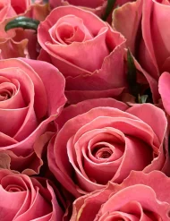 فروش عمده گل رز صورتی هرموسا