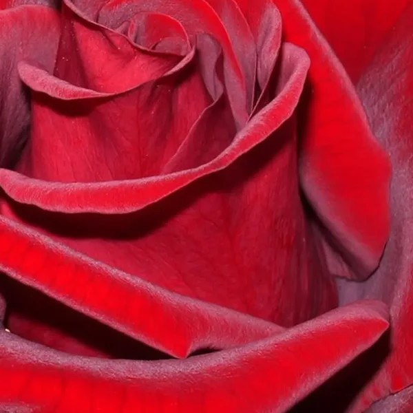 فروش عمده گل رز قرمز