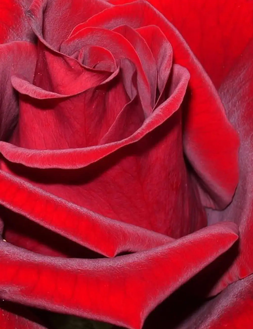 فروش عمده گل رز قرمز