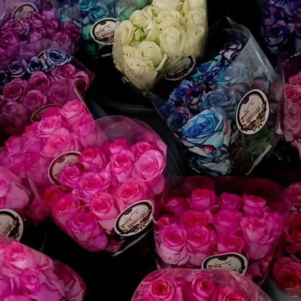 فروش عمده گل رز در شیراز